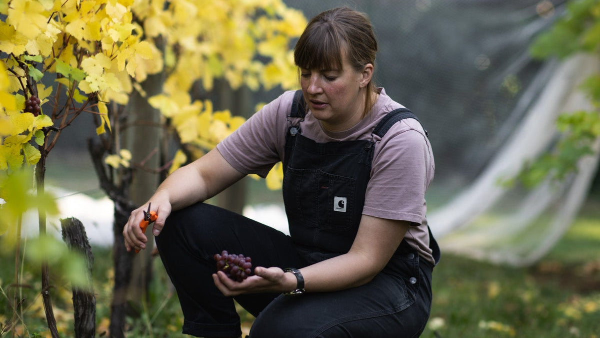 Emily Kinsman picking Gewurztraminer grapes from her Straws Lane vineyard